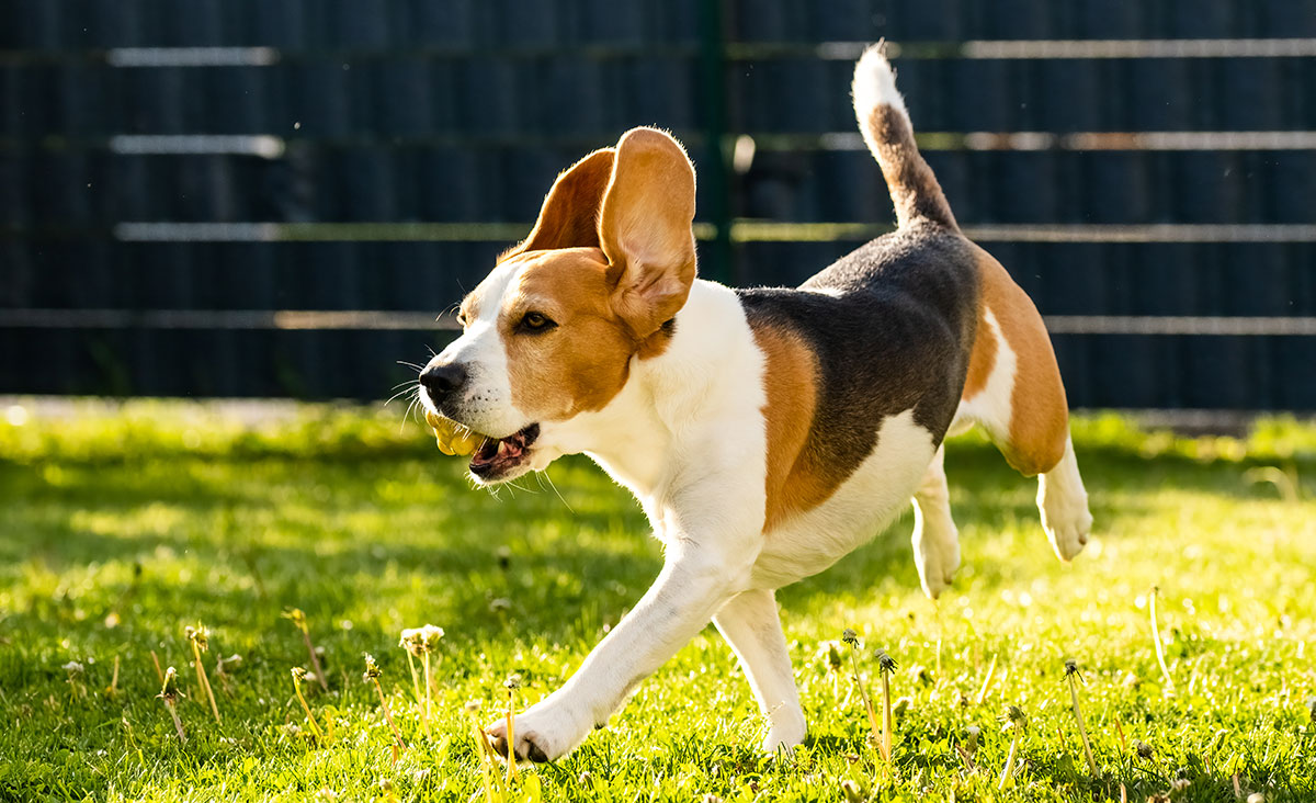 Welcher Zaun eignet sich am besten für Hundebesitzer?
